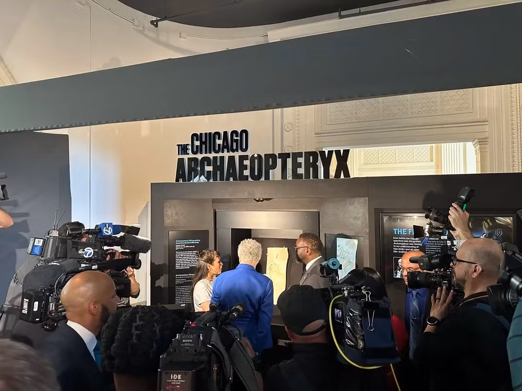 Từ lâu, người ta đã đưa ra giả thuyết rằng việc sở hữu hộp sọ chuyên biệt cho các môi trường sinh thái khác nhau có thể đã giúp các loài chim tiến hóa thành hơn 11.000 loài như ngày nay. Các mô mềm được bảo quản tốt ở tứ chi của "Chicago Archaeopteryx" cho thấy loài động vật này đi lại trên mặt đất, thậm chí có thể leo cây và biết bay. Ảnh: Aaron Boorstein.