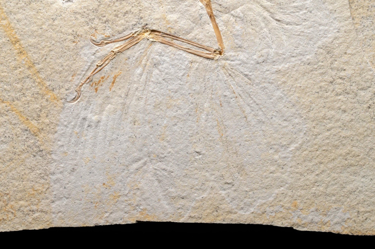 Theo nghiên cứu của các chuyên gia, Archaeopteryx có lông vũ, xương rỗng, đôi cánh có móng vuốt, 50 chiếc răng và cái đuôi dài bằng xương. Điều này khiến nó trở thành loài khủng long được biết đến sớm nhất đủ tiêu chuẩn được gọi là một loài chim. Ảnh: Delaney Drummond (c) Field Museum.