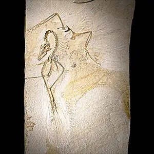 “Các xương ở vòm miệng giúp chúng ta tìm hiểu về sự tiến hóa của một thứ gọi là chuyển động sọ - một đặc điểm ở các loài chim hiện đại cho phép mỏ di chuyển độc lập với hộp sọ”, nhóm nghiên cứu cho hay. Đối với những người nghiên cứu về sự tiến hóa của chim thì phát hiện này là một điều quan trọng. Ảnh: Delaney Drummond. (c) Field Museum.