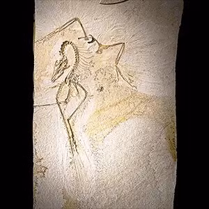 “Các xương ở vòm miệng giúp chúng ta tìm hiểu về sự tiến hóa của một thứ gọi là chuyển động sọ - một đặc điểm ở các loài chim hiện đại cho phép mỏ di chuyển độc lập với hộp sọ”, nhóm nghiên cứu cho hay. Đối với những người nghiên cứu về sự tiến hóa của chim thì phát hiện này là một điều quan trọng. Ảnh: Delaney Drummond. (c) Field Museum.