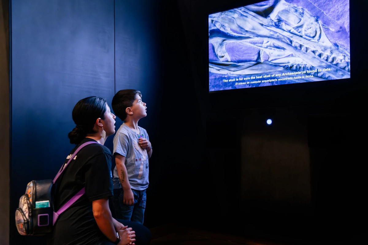 Archaeopteryx đã bay lượn vào khoảng 150 triệu năm trước cho thấy rằng việc bay lượn của khủng long còn tiến hóa từ sớm hơn. Ảnh: Kyle Flubacker 2024.