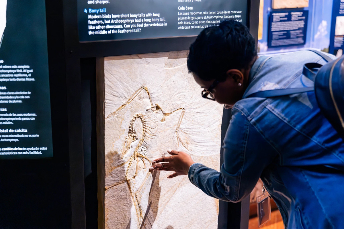 Theo các nhà khoa học, Archaeopteryx bay như một con chim trĩ, bay bật lên những quãng ngắn. Loài động vật nửa chim nửa khủng long này có bộ cánh phủ lông, răng sắc. Xương cánh của chúng giống với các loài chim hiện đại đập cánh để bay những quãng ngắn hoặc bay bật lên. Ảnh: Kyle Flubacker 2024.