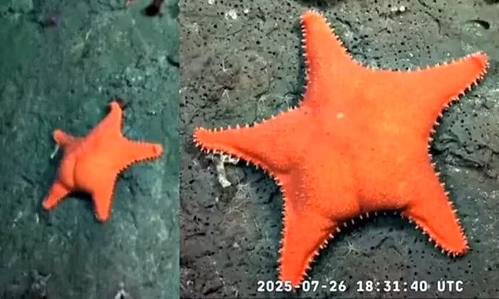 Sinh vật hiếm gặp trên được quan sát ở độ sâu khoảng 300 km ngoài khơi, tại khu vực hẻm núi dưới biển Mar del Plata. Ảnh: 9gag.