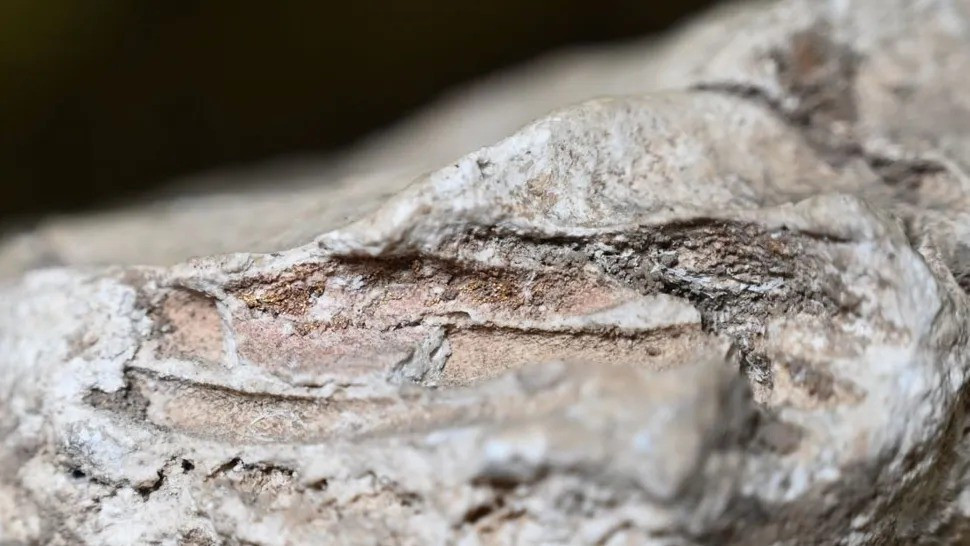 Phát hiện này mâu thuẫn với các ghi chép về luật pháp thời La Mã cổ đại, trong đó viết rằng trẻ sơ sinh dưới 12 tháng tuổi qua đời không được phép thể hiện thương tiếc. Ảnh: Seeing the Dead Project/University of York and York Museums Trust.