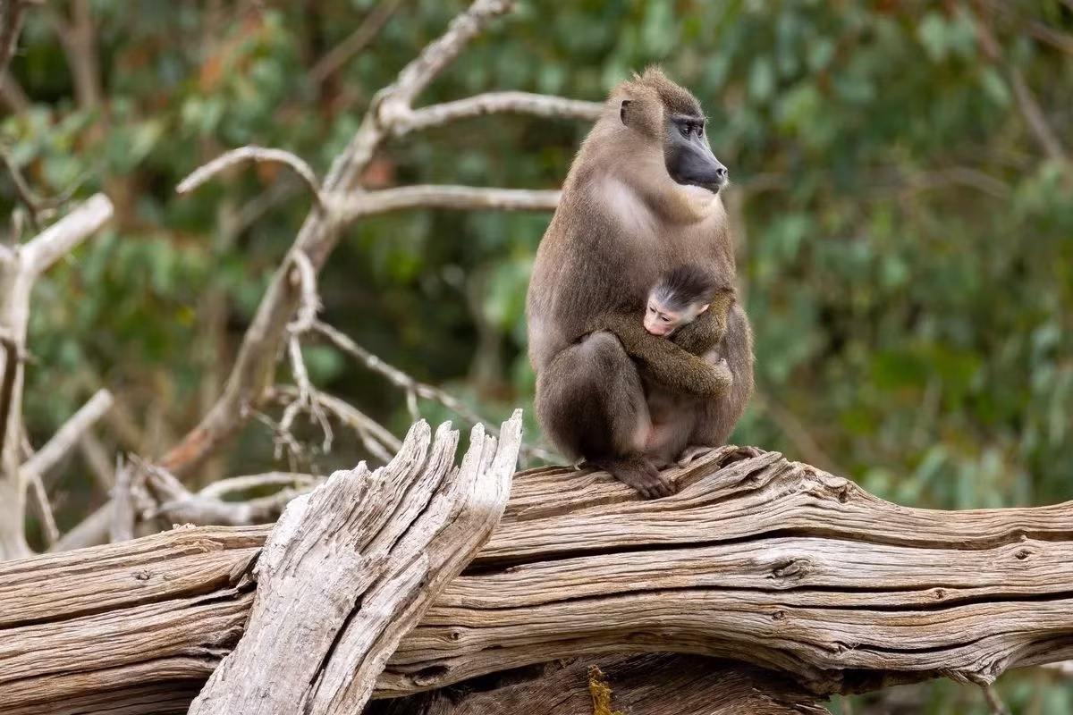 Cụ thể, con khỉ đầu chó chào đời ngày 18/7. Nó là con của khỉ mẹ tên Lewa, 9 tuổi và khỉ bố tên Ekona, 10 tuổi. Ảnh: Michael O'Sullivan / OSM PHOTO.