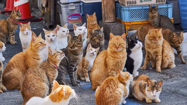 Cách đây 10 năm, số lượng mèo trên đảo Aoshima vào khoảng 200 con. Chương trình triệt sản hàng loạt năm 2018 đã làm giảm số lượng mèo trên đảo xuống hơn 50% và không có mèo con nào được sinh ra ở Aoshima kể từ đó. Hiện tất cả mèo trên đảo đều hơn 7 tuổi và 1/3 số mèo mắc các bệnh do giao phối cận huyết trong nhiều thập kỷ gây ra. Ảnh: Tuul &amp; Bruno Morandi/Getty Images.