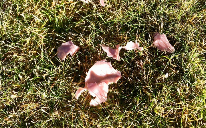 Trong khi ấy, một giả thuyết khác cho rằng, "cơn mưa thịt" xảy ra ở Kentucky có thể liên quan đến sinh vật ngoài hành tinh. Quan điểm này thu hút sự chú ý của những người tin vào sự tồn tại của nền văn minh ngoài Trái đất. Ảnh: Skeptoid Podcast.