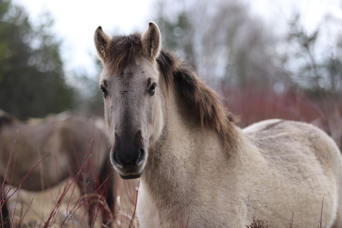 Ngựa Tarpan - loài động vật từng biến mất khỏi lịch sử tự nhiên nhưng nay đã trở lại. Ảnh: undp.org