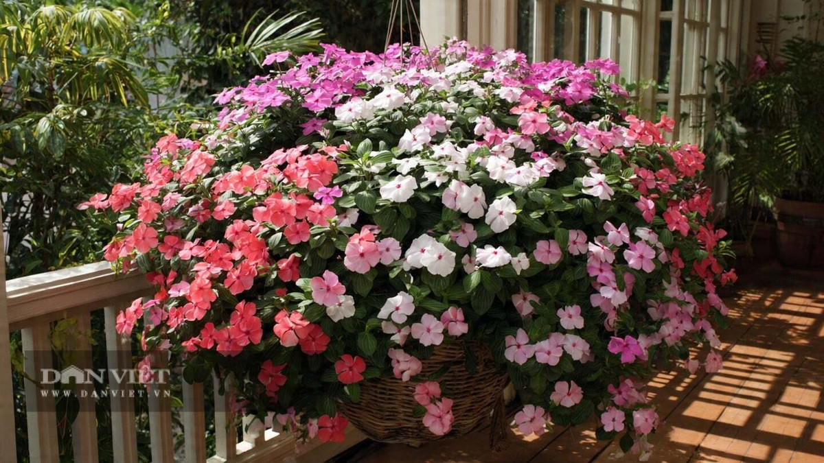 Hoa dừa cạn mỏng manh nhưng nở rất nhiều, tạo hiệu ứng như những tia pháo hoa bung nở. Cây nhỏ gọn, thích hợp đặt ở ban công, bậu cửa sổ hay sân thượng.