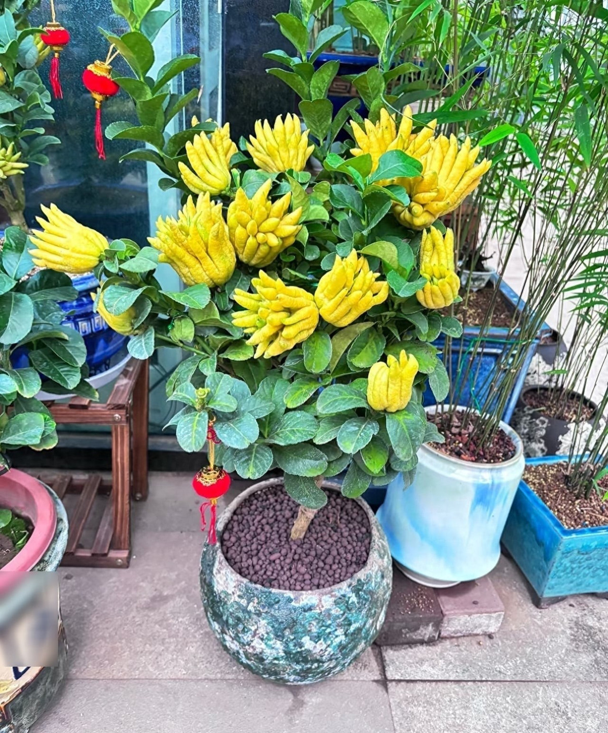 Phật thủ có tên khoa học là Citrus medica var. sarcodactylis, thuộc họ cam quýt, tên tiếng Anh là Buddha’s Hand – nghĩa là “Tay Phật”.