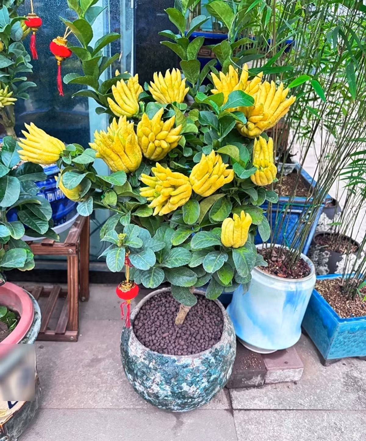 Phật thủ có tên khoa học là Citrus medica var. sarcodactylis, thuộc họ cam quýt, tên tiếng Anh là Buddha’s Hand – nghĩa là “Tay Phật”.