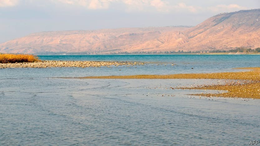 Tảo Botryococcus braunii được biết đến với khả năng sản xuất ra một lượng lớn hydrocarbon, tương tự như dầu thô và có thể được sử dụng để sản xuất nhiên liệu sinh học. Ảnh: economist.