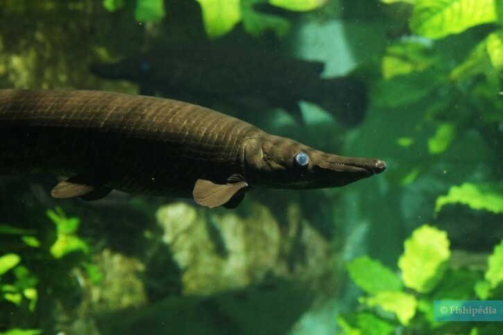 Kích thước khổng lồ của cá sấu hỏa tiễn là nhờ tính phàm ăn của cả 7 loại cá láng còn sống ngày nay. Chúng có thể ăn bất cứ thứ gì vừa miệng nhưng dễ bị ảnh hưởng trước những thay đổi của môi trường. Ảnh: Paul Moine.