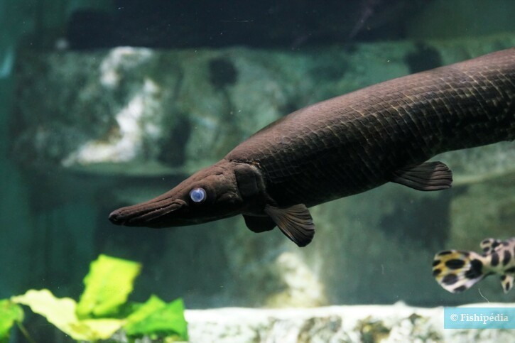 Cá sấu hỏa tiễn sống ở sông lớn, hồ và khu vực ven biển có nguồn thức ăn dồi dào giúp chúng phát triển kích thước cơ thể khổng lồ. Chúng được xem như loài hóa thạch sống tiêu biểu. Ảnh: Paul Moine.