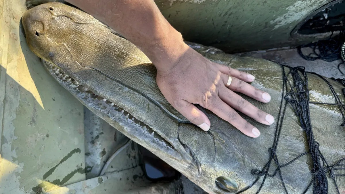 Trong một bài đăng trên X và Bluesky, Tiến sĩ Solomon David và các đồng nghiệp đã bắt được một con cá sấu hỏa tiễn (Atractosteus spatula) ở vùng đồng bằng ngập nước sông Mississippi. Con thủy quái có chiều dài 240 cm và nặng 136 kg. Ảnh: Dr Solomon David.