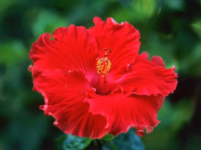  Hoa dâm bụt: Hoa dâm bụt là loài hoa quen thuộc ở nhiều vùng quê Việt Nam, dễ trồng và nở quanh năm. Tuy nhiên, trong không gian thờ cúng hay phòng khách, hoa dâm bụt hiếm khi được lựa chọn.