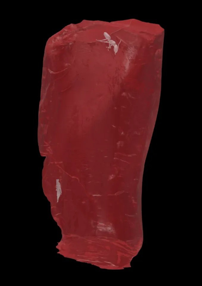 Theo các nhà nghiên cứu, con kiến hóa thạch trên thuộc về loài Ctenobethylus goepperti - một loài kiến đã tuyệt chủng.