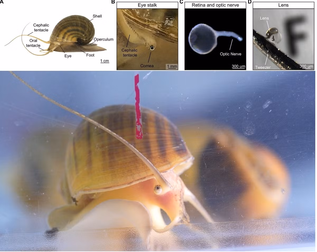 Các chuyên gia phát hiện điểm đặc biệt là mắt của loài ốc bươu vàng trên có cấu trúc kiểu "máy ảnh", bao gồm giác mạc, thủy tinh thể và võng mạc - tương tự mắt người. Ảnh: UC Davis.
