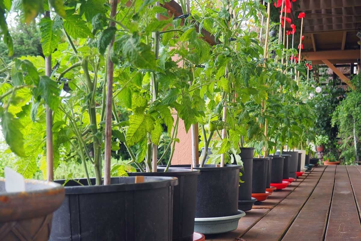 Trồng một lần, ngắm quanh năm, hái quả ăn mê ly: Cà chua lùn nở hoa, kết trái liên tục nếu được chăm sóc tốt. Hái trái mỗi ngày, thưởng thức vị chua ngọt tự nhiên mang lại niềm vui gặt hái vụ mùa tại nhà.