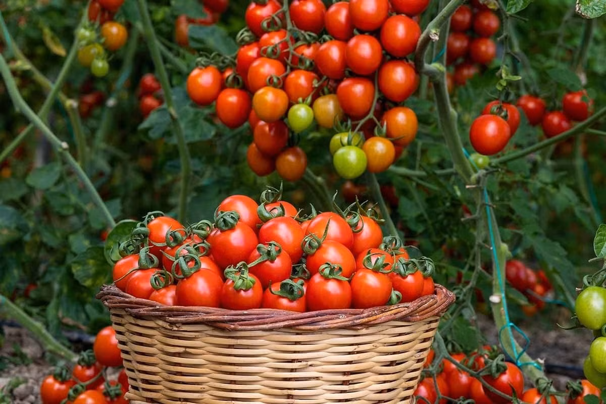 Trồng là thấy kết quả, thu hoạch đầy tay: Từ một cây nhỏ, bạn sẽ được chứng kiến hành trình ra hoa, kết trái, chuyển màu và cuối cùng là thưởng thức hương vị ngọt ngào do chính tay mình trồng.