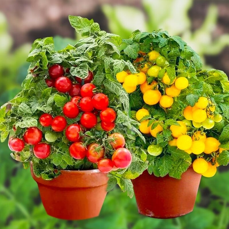 Nắng là “vàng”, nước là “bạc” cho cây phát triển: Cà chua lùn thích ánh nắng, đặc biệt là ban công hướng Nam. Hạn chế tưới quá nhiều nước sau khi cây đậu quả để tránh rụng hoặc úng.