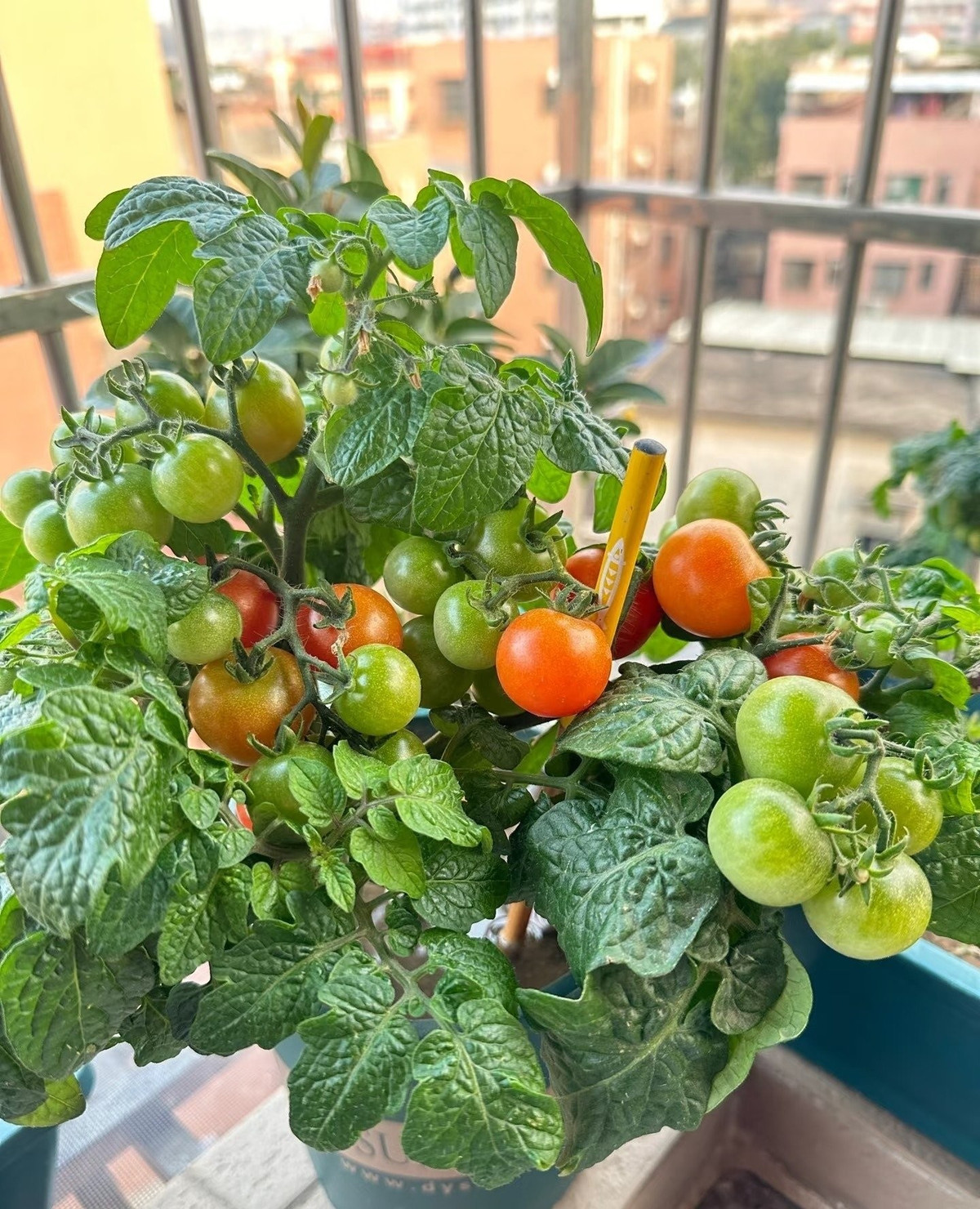 Cà chua lùn – vừa trang trí đẹp, vừa thu trái quanh năm: Cây có thể cho quả xanh, vàng, đỏ cùng lúc. Những chùm quả bóng mượt treo lủng lẳng vừa làm đẹp ban công, vừa mang lại cảm giác tươi vui và đầy sức sống.