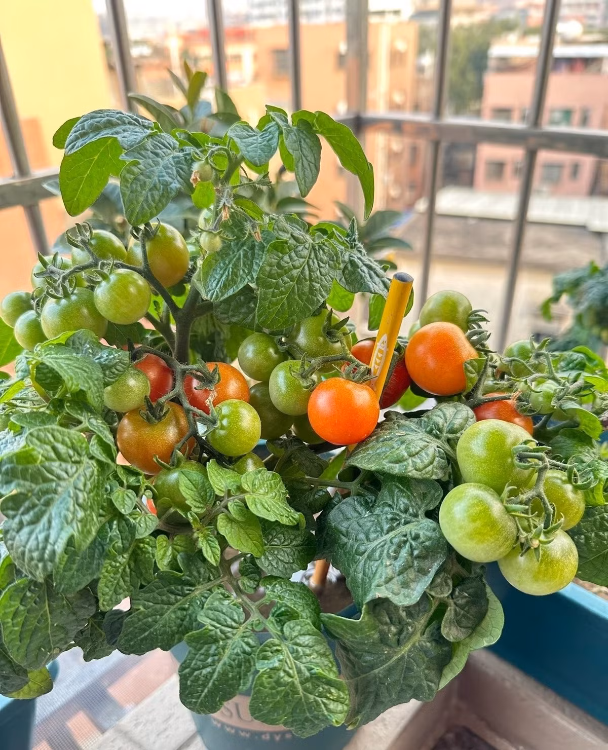 Cà chua lùn – vừa trang trí đẹp, vừa thu trái quanh năm: Cây có thể cho quả xanh, vàng, đỏ cùng lúc. Những chùm quả bóng mượt treo lủng lẳng vừa làm đẹp ban công, vừa mang lại cảm giác tươi vui và đầy sức sống.