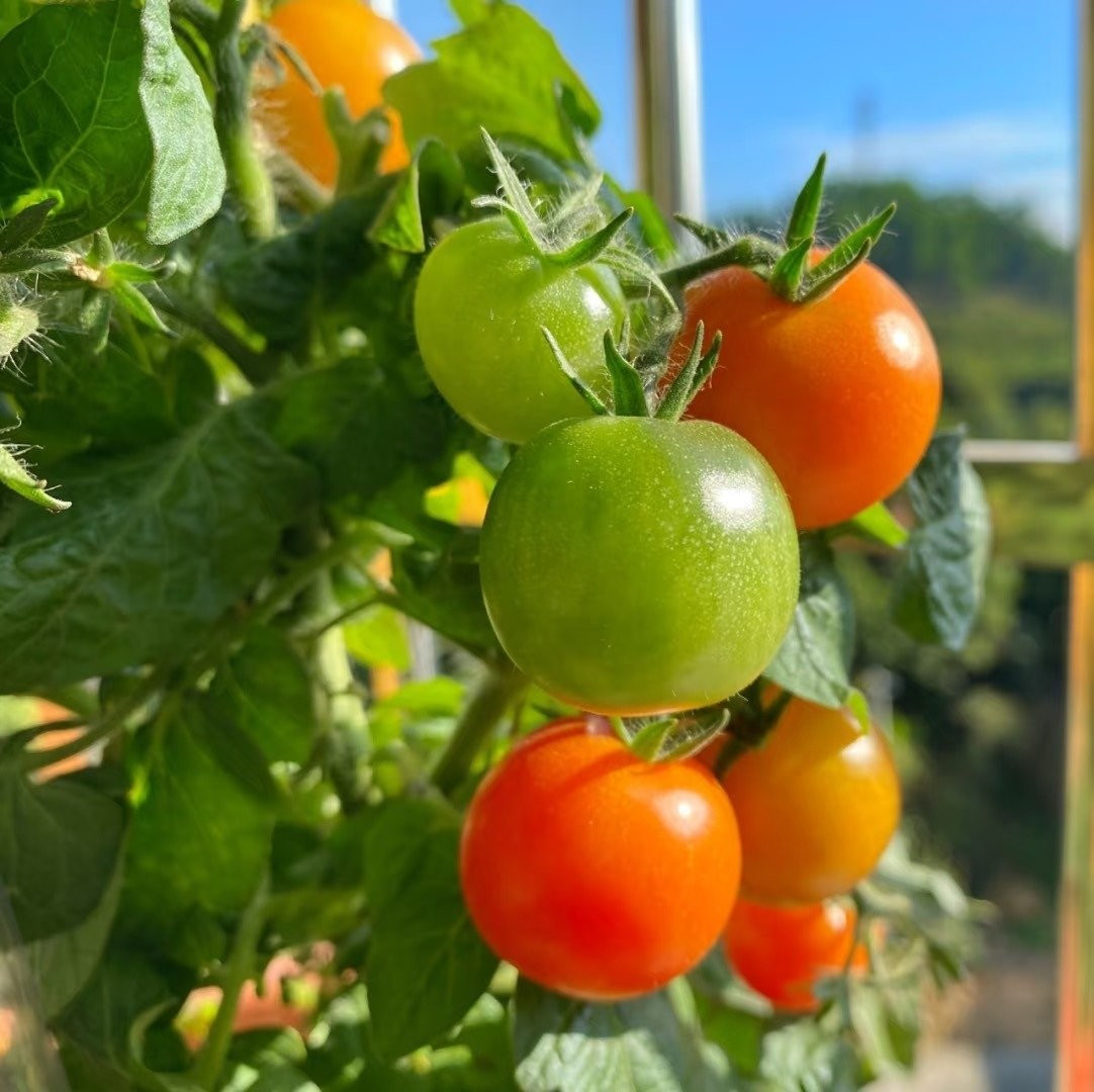 Cách trồng đơn giản, ai cũng làm được: Bạn chỉ cần chọn giống, gieo hạt hoặc mua cây non, dùng đất thoáng khí, chậu sâu trên 20cm, thêm chút phân bón là cây đã sẵn sàng phát triển khỏe mạnh.