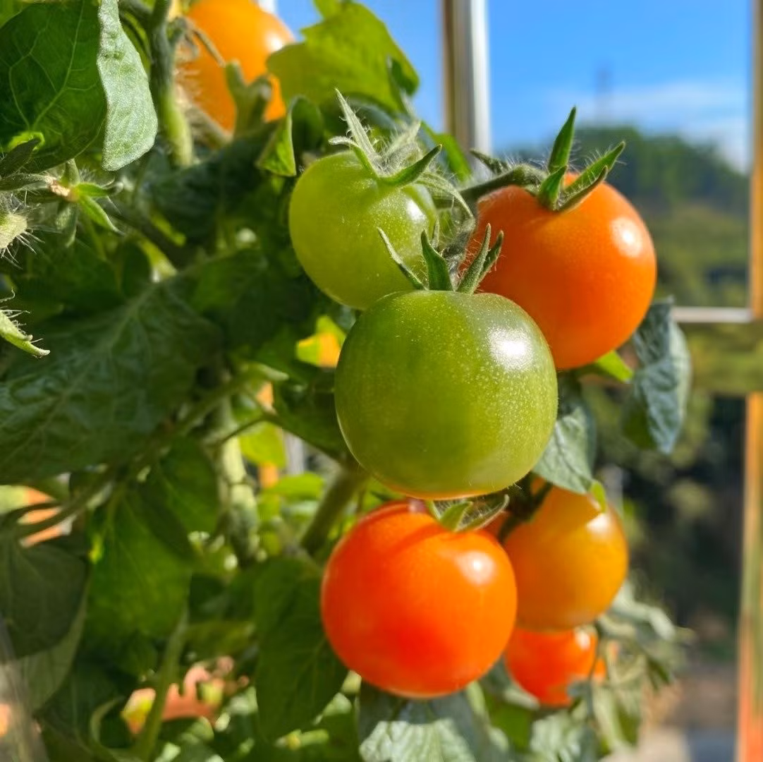 Cách trồng đơn giản, ai cũng làm được: Bạn chỉ cần chọn giống, gieo hạt hoặc mua cây non, dùng đất thoáng khí, chậu sâu trên 20cm, thêm chút phân bón là cây đã sẵn sàng phát triển khỏe mạnh.