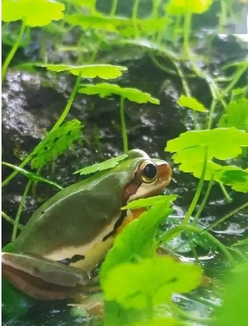 Ếch mưa Trung Quốc có tên khoa học là Hyla chinensis. Đây là một loài ếch thuộc họ Nhái bén. Loài lưỡng cư có kích thước nhỏ, mỗi cá thể khi trưởng thành dài khoảng 30 mm. Cá thể ếch mưa Trung Quốc cái có thể đạt chiều dài đến 38 mm. Ảnh: Sohu.