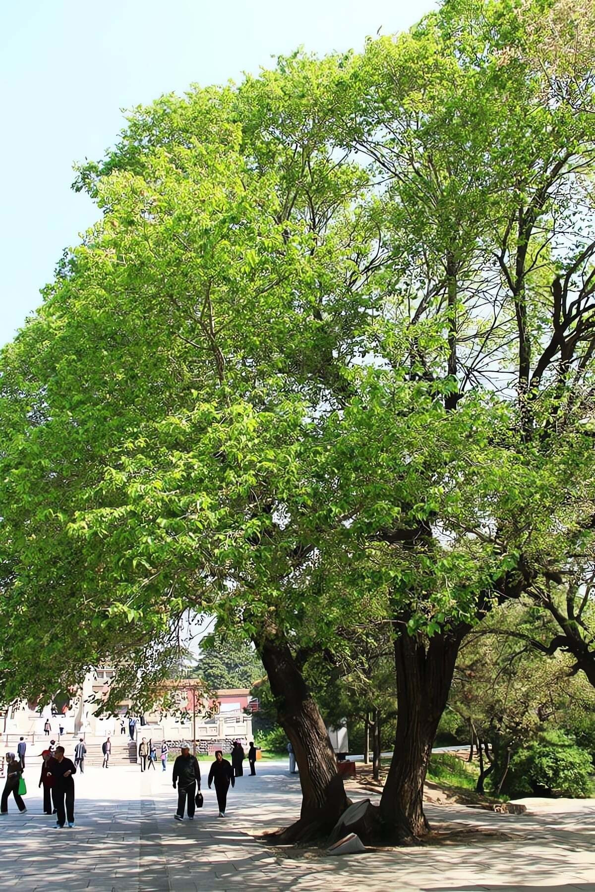 Ngoài tài lộc, cây du còn tượng trưng cho sức khỏe và trường thọ, rất được khuyến khích trồng trong gia đình có người cao tuổi. Quan niệm này phản ánh mong ước giản dị của người xưa: sống lâu, đủ ăn, đủ mặc và một mái nhà bình yên gắn bó với thiên nhiên.