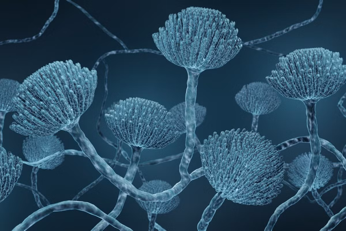 Tổ chức Y tế Thế giới (WHO) đã thêm Aspergillus flavus vào danh sách tác nhân gây bệnh nấm nghiêm trọng vào năm 2022 vì khả năng tác động đến sức khỏe cộng đồng và có thể kháng thuốc kháng nấm. Ảnh: Getty.