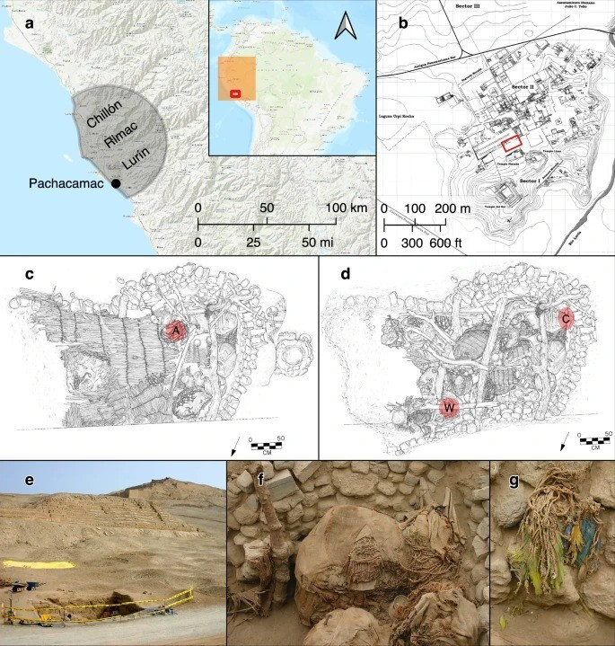 Phân tích đồng vị của lông chim được tìm thấy ở Pachacamac cho thấy khi còn sống, những con vẹt có chế độ ăn giàu thực vật gồm ngô và có thể cả thức ăn liên quan đến nông nghiệp ven biển. Ảnh: I. Shimada.