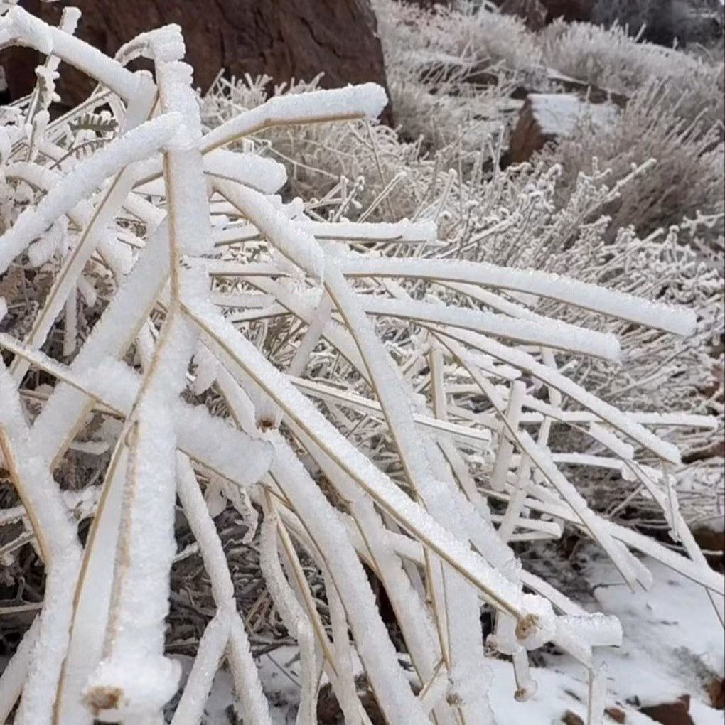 Những hình ảnh chụp tuyết rơi ở các sa mạc của Arab Saudi đã được nhiều người chia sẻ trên các mạng xã hội vào ngày 23/12. Ảnh: X.