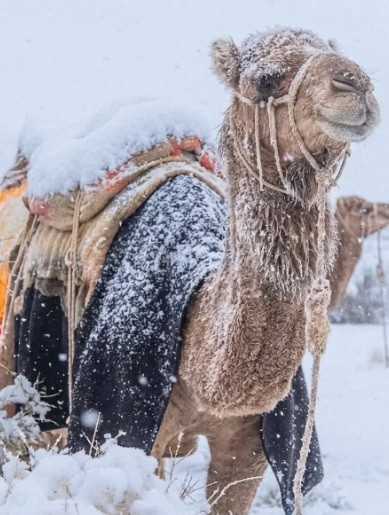 Lần đầu tiên sau 30 năm, tuyết đã phủ trắng xóa tại các sa mạc ở Arab Saudi cho thấy biến đổi khí hậu đã và đang ảnh hưởng tới nhiều khu vực trên thế giới. Ảnh: instagram.
