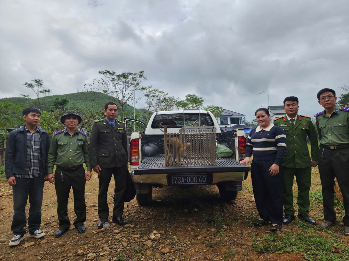 Trước đó, một cá thể khỉ vàng nặng 5 kg đi lạc vào nhà anh Nguyễn Ngọc Sơn và chị Phạm Thị Thắm (trú tại thôn 7 Xuân Trạch, xã Phong Nha). Ảnh: suckhoedoisong.