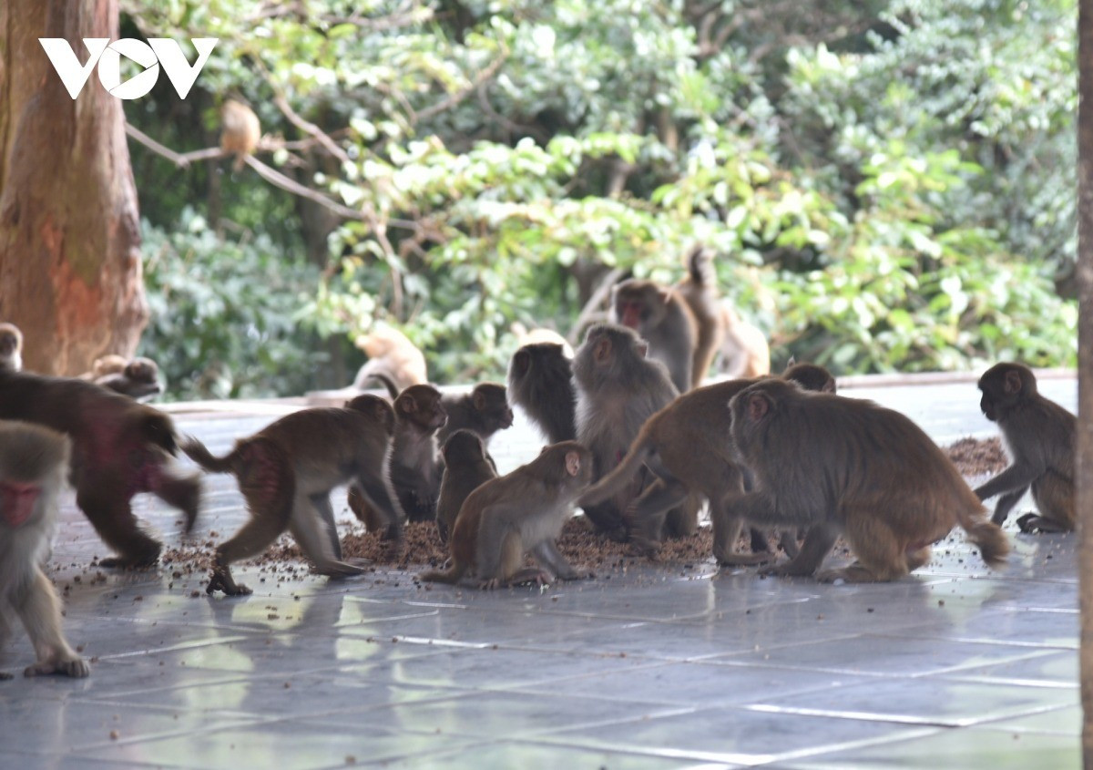 Loài khỉ vàng có phạm vi phân bố khá rộng ở Nam Á, Đông Nam Á, Mỹ... Tại Việt Nam, chúng phân bố từ biên giới phía Bắc Việt Nam tới các tỉnh Tây Nguyên. Ảnh: VOV.