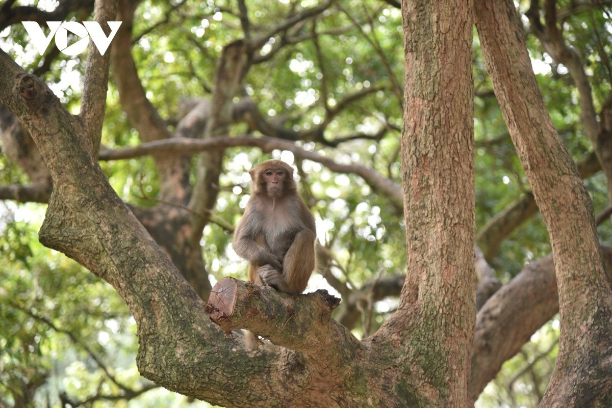 Khỉ vàng có tên khoa học là Macaca mulatta. Đây là loài nằm trong Sách đỏ Việt Nam thuộc loài động vật rừng nguy cấp, quý, hiếm thuộc nhóm IIB. Ảnh: VOV.