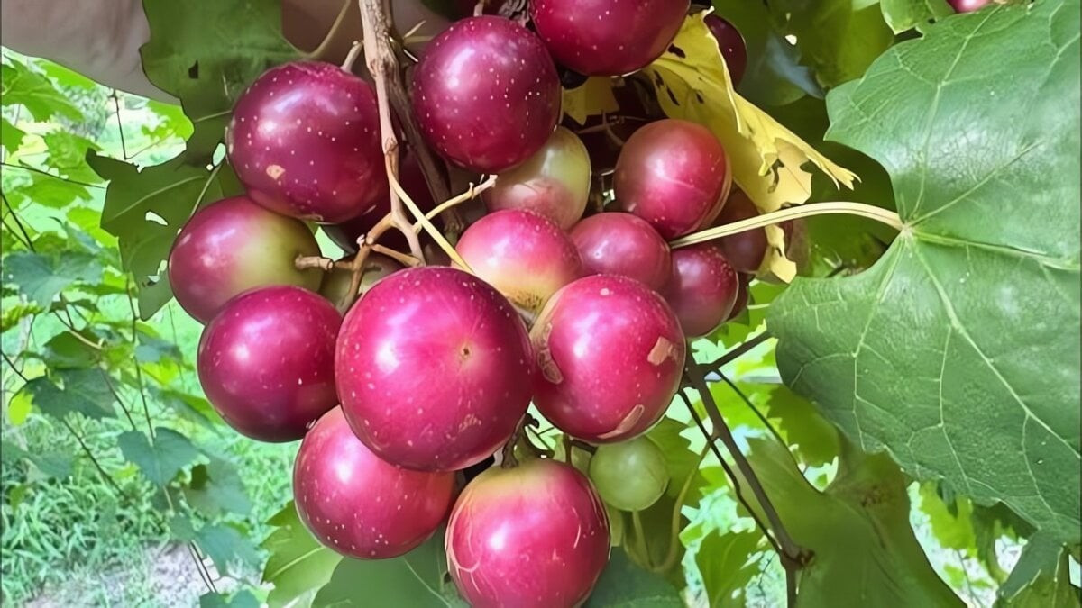 Cây cảnh vừa đẹp vừa khiến người ta “thèm nhỏ dãi” này chính là nho Ruby Muscadine – giống nho lai tạo mới, độc đáo, được nhiều người săn lùng.
