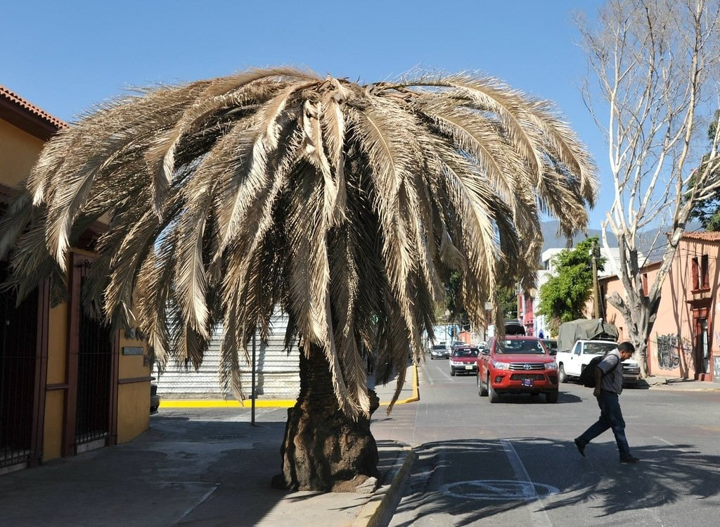 7. Cây chết trước nhà: Biểu tượng của suy tàn và nghèo khó. Người xưa kiêng kỵ để cây chết trước cửa vì cho rằng đó là điềm báo xấu, dễ ảnh hưởng đến vận mệnh, tài lộc và tinh thần của cả gia đình.