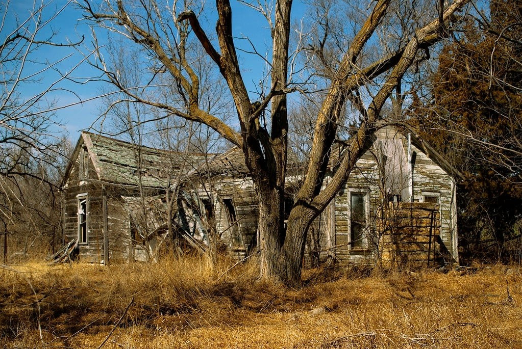 5. Cây thông giúp giữ đất, điều hòa khí hậu và bảo vệ ngôi nhà. Rễ cây thông ăn sâu giúp ngăn xói mòn đất sau nhà. Tán cây điều hòa nhiệt độ, tạo độ ẩm – môi trường sống hài hòa góp phần kéo dài tuổi thọ.