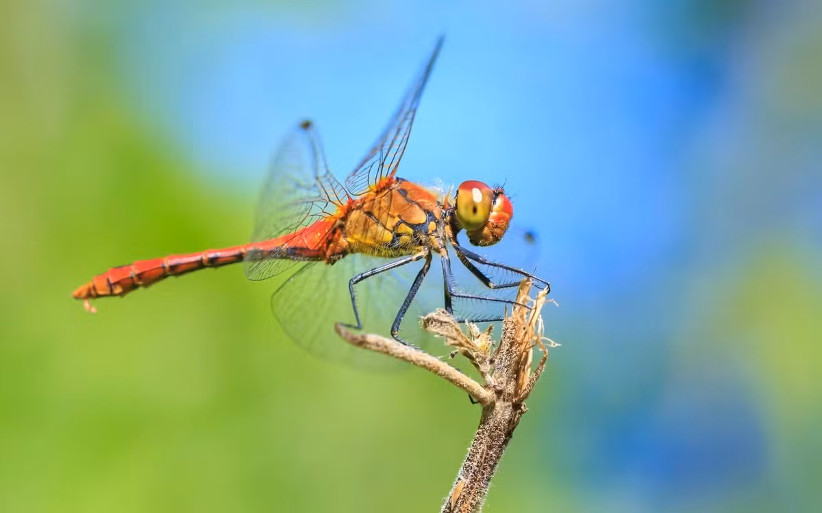 Mặc dù có cơ thể nhỏ bé nhưng ấu trùng chuồn chuồn được mệnh danh là “bạo chúa dưới nước”. Chúng thường ăn côn trùng nhỏ dưới nước, thậm chí có thể ăn cả cá con và ấu trùng muỗi (lăng quăng). Ảnh: canalrivertrust.org.uk.