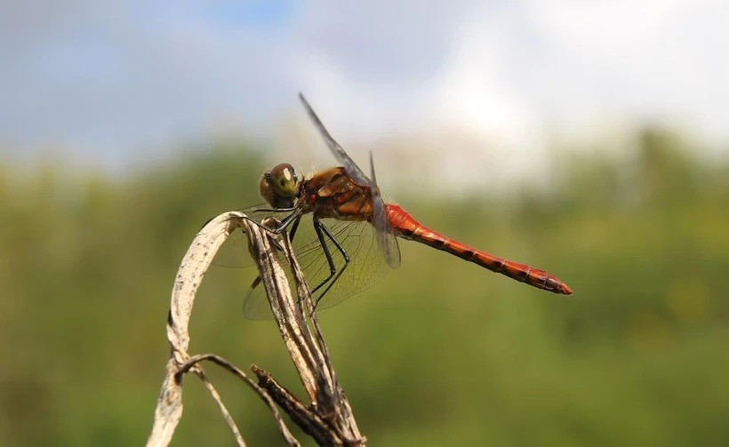 Trong những năm qua, người dân ở một số nơi trên thế giới sử dụng ấu trùng của chuồn chuồn làm thực phẩm. Theo các chuyên gia, ấu trùng chuồn chuồn giàu protein. Ảnh: theecologist.