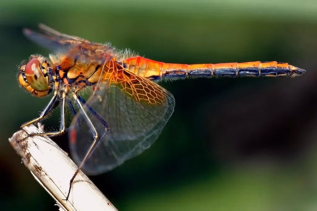 Giới khoa học ghi nhận ấu trùng chuồn chuồn sinh trưởng mạnh mẽ tại các ao, mương, hồ nước... tại vùng nông thôn. Ảnh: Wikimedia Commons.