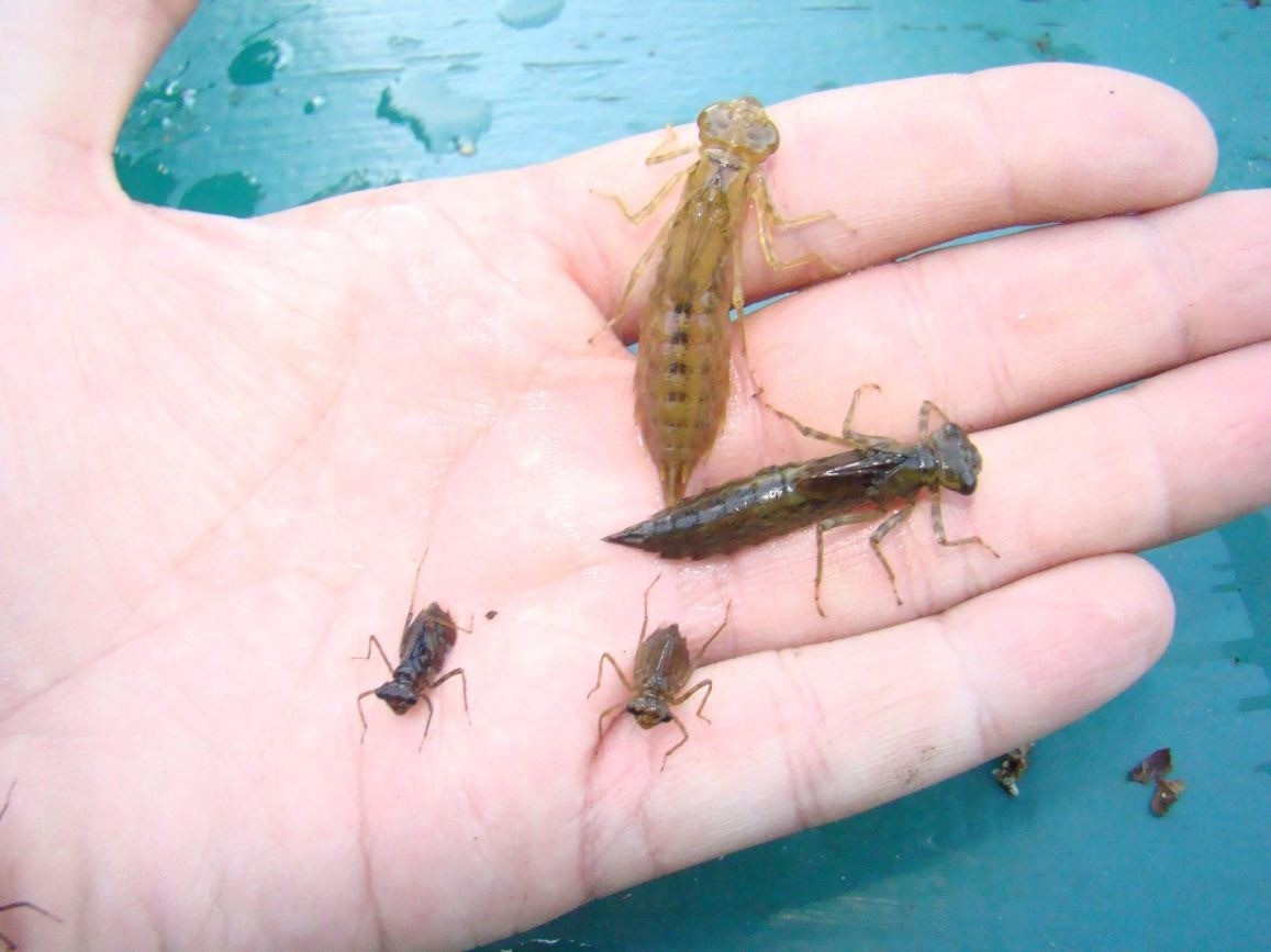 Ấu trùng chuồn chuồn (hay còn gọi là bọ nước) có đặc điểm nổi bật là: thân hình dẹt, màu nâu xám, có nhiều chân, chiều dài khoảng 5 cm. Ảnh: breedingbutterflies.com.