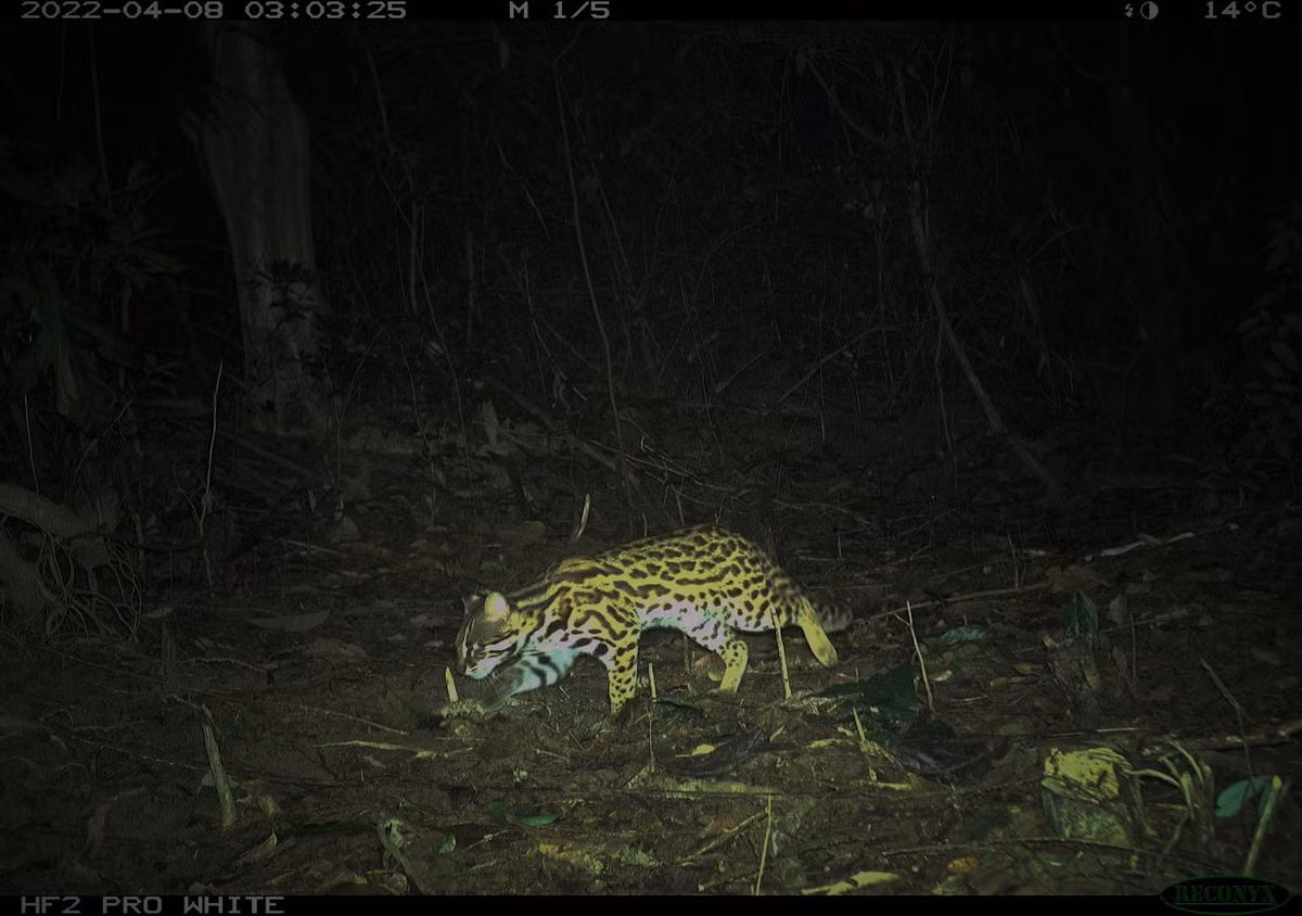Mèo rừng chủ yếu ăn thịt. Chúng thường chỉ đẻ mỗi năm 1 lứa. Ảnh: Người lao động.