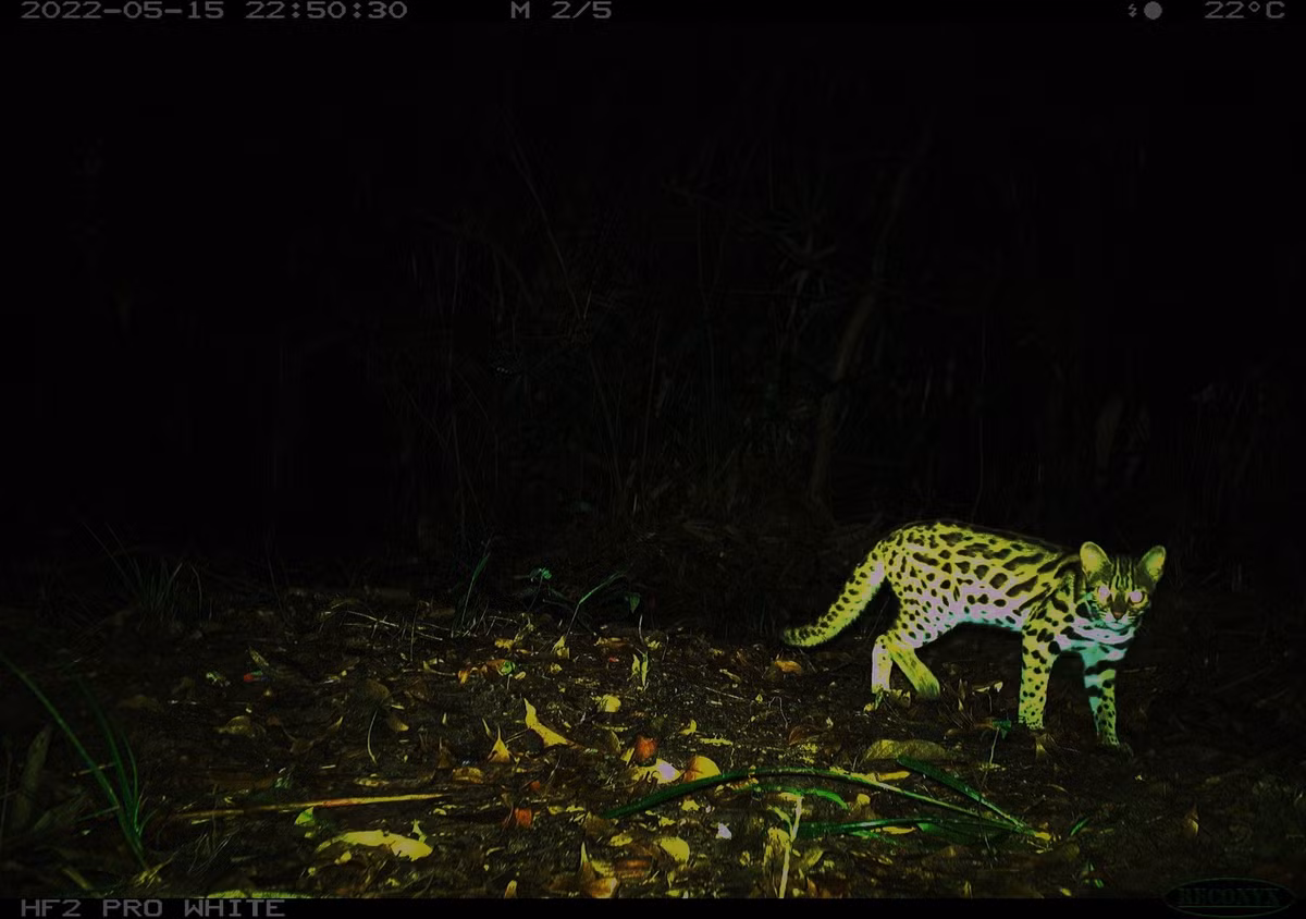 Khi trưởng thành, mỗi cá thể mèo rừng có chiều dài từ thân đến đầu khoảng 45 - 60 cm, có phần đuôi dài hơn 1/2 chiều dài thân. Mỗi con nặng khoảng 3 - 5 kg. Ảnh: Người lao động.