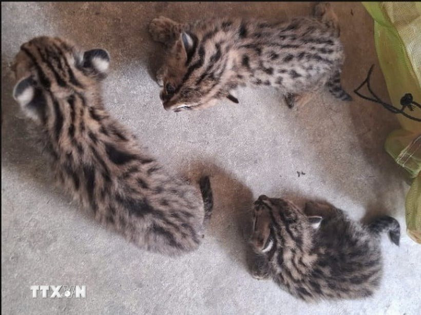 Trước đó, trong khi chăm sóc rẫy mía, bà An bất ngờ phát hiện 3 cá thể mèo rừng con đi lạc. Do không thấy mèo rừng mẹ nên bà An đã mang 3 cá thể mèo con về nhà chăm sóc đồng thời chủ động liên hệ cơ quan chức năng để giao nộp theo đúng quy định của pháp luật. Ảnh: TTXVN.