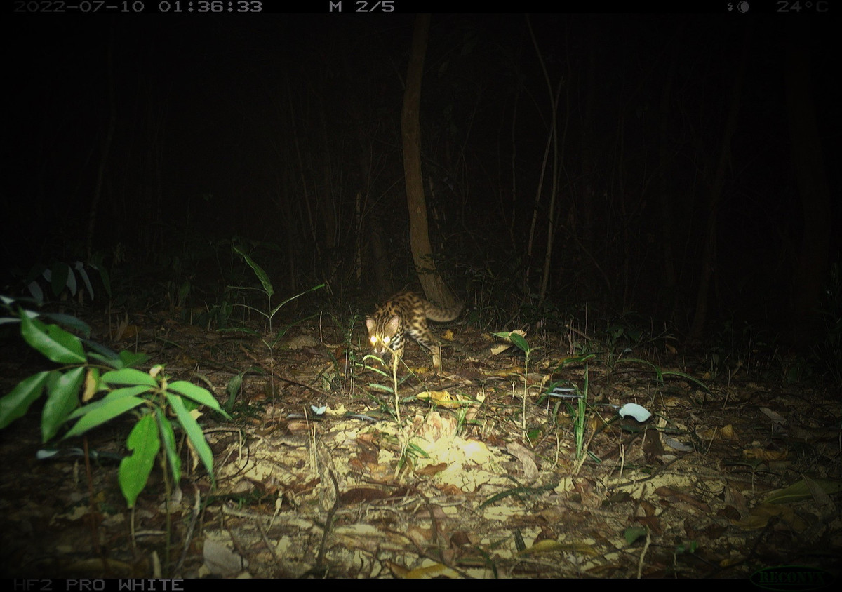 Mèo rừng có đặc điểm nổi bật là đầu, lông có màu vàng nhạt với nhiều đốm đen lớn. Ảnh: Người lao động.