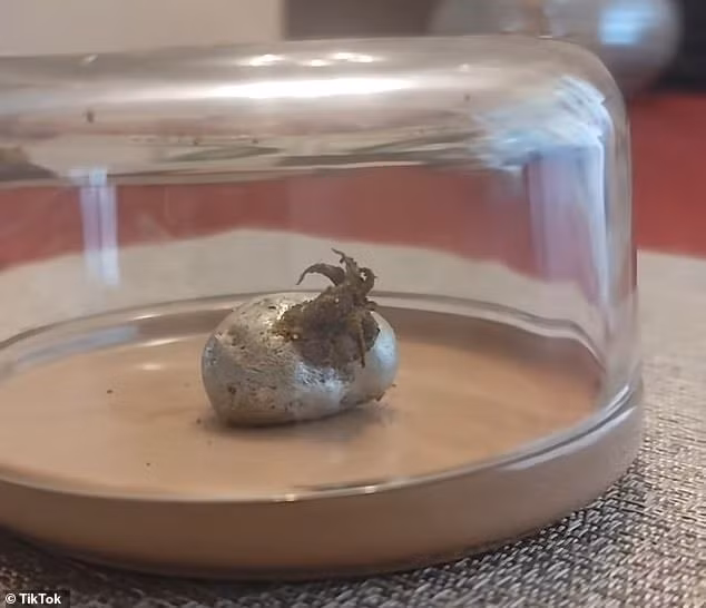 Người đàn ông Kin cho biết đã phát hiện một tảng đá nhỏ màu bạc trong một hố lửa tại quận Pedregal (Panama) vào ngày 29/8. Từ đó, anh liên tục chia sẻ nhiều đoạn video trên TikTok cho thấy thứ mà mình mô tả là thiên thạch đốt cháy lá cây khi chạm vào và còn xuất hiện những xúc tu kỳ dị mọc ra từ bên trong. Ảnh: TikTok.